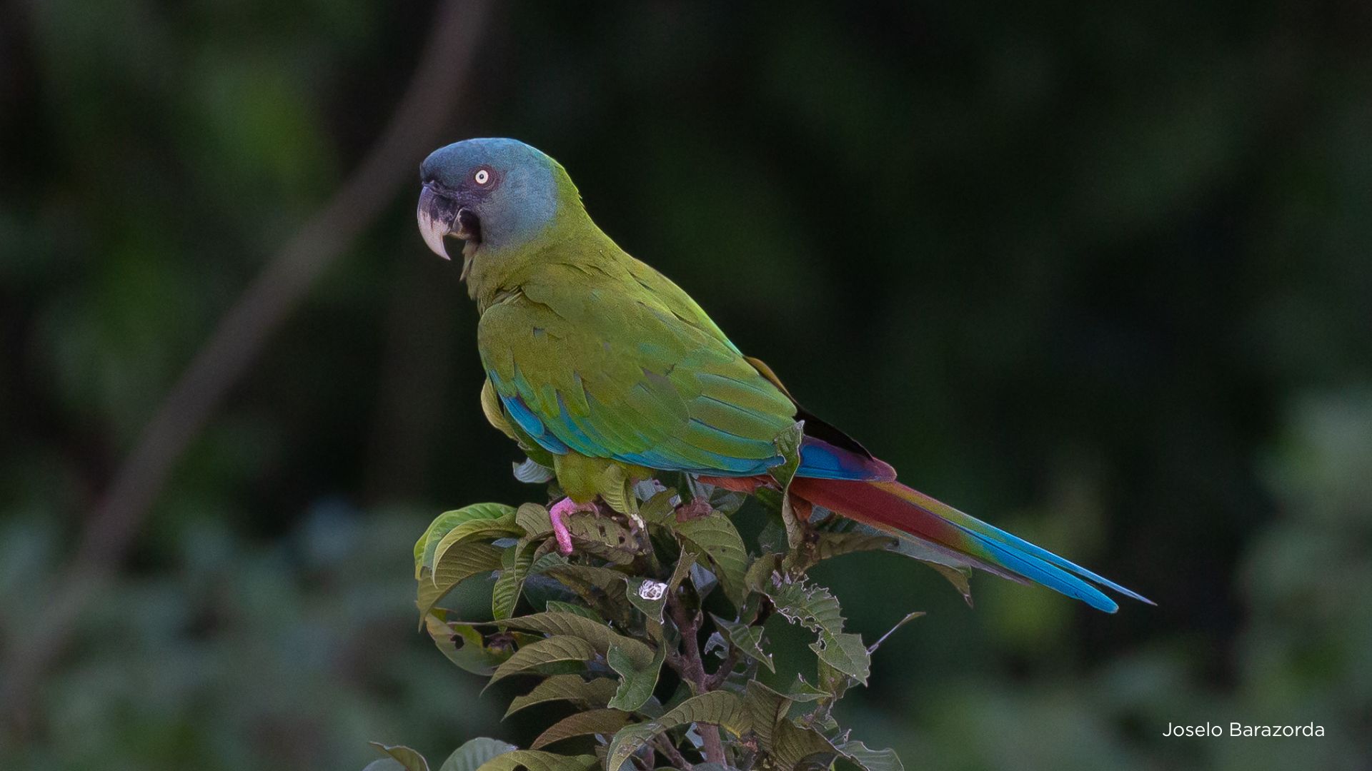 Blue headed macaw by Joselo Barazorda