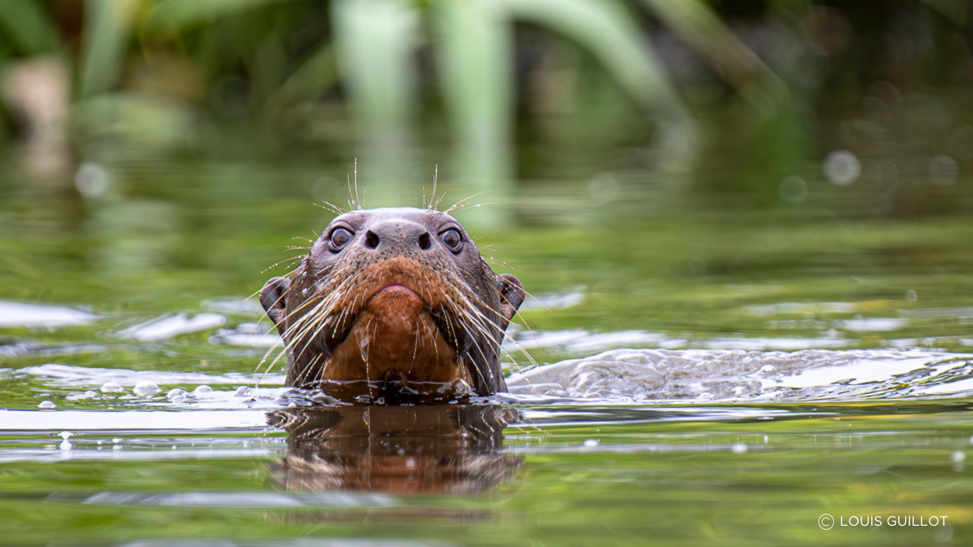 Giant River Otter by Louis Guillot