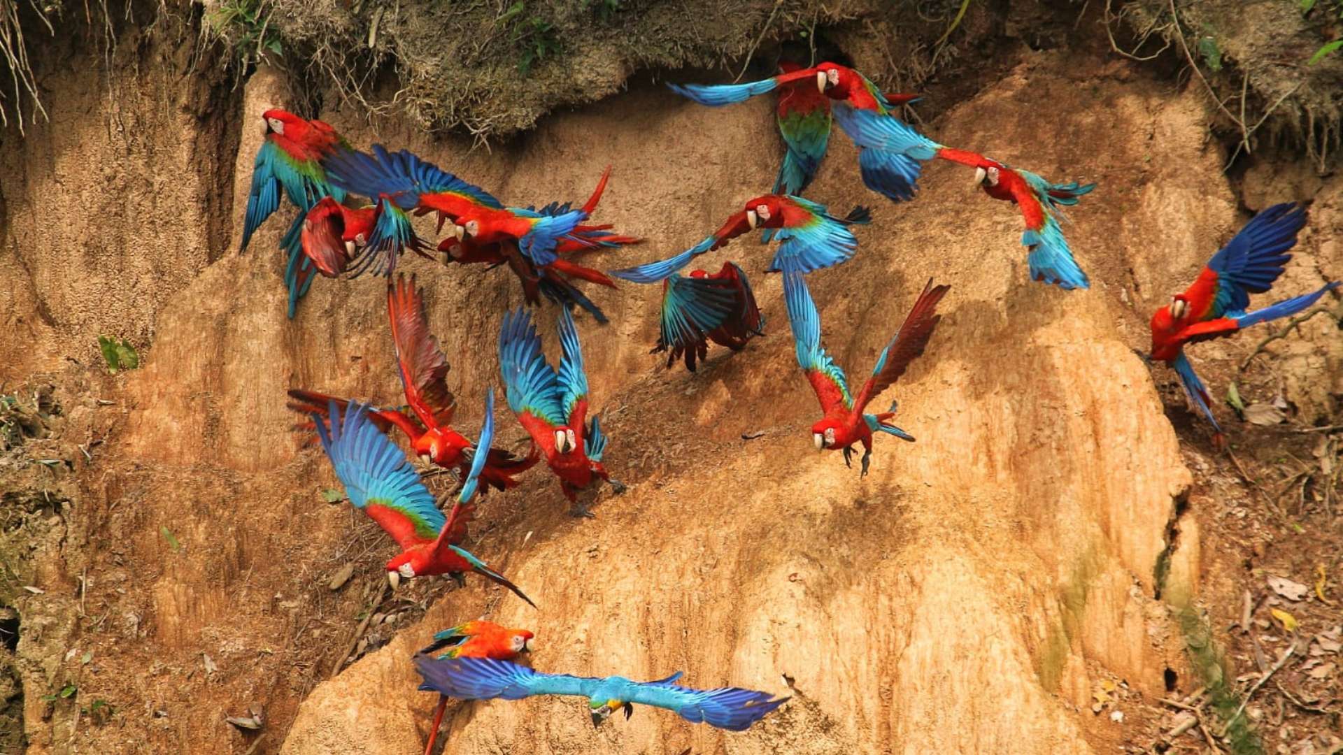 Macaw Clay Lick by Juan Carlos Yatto 3